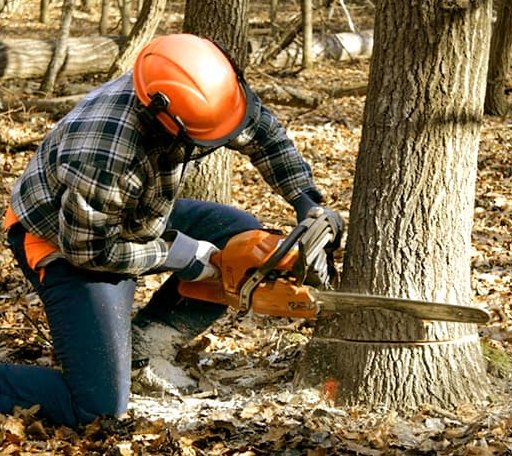 Tree Removal in Marine On Saint Croix, MN